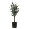 Eukalyptus, Stamm, Topf-Ø 21 Cm, Höhe Ca. 90 Cm -Compo Verkaufsgeschäft 0680400026 Eucalyptus gunni Stamm T21 2 107147 1