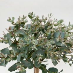 Eukalyptus, Stamm, Topf-Ø 12 Cm -Compo Verkaufsgeschäft 0680400032 Eucalyptus gunnii Stamm T12 5 106639