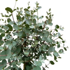 Eukalyptus, Stamm, Topf-Ø 21 Cm, Höhe Ca. 90 Cm -Compo Verkaufsgeschäft 0680400038 Eucalyptus gunnii Stamm T21 3 93387 1