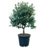 Eucalyptus Globulus, Busch, Topf-Ø 40 Cm -Compo Verkaufsgeschäft 0680400042 Eukalyptus globulus Busch T40 1 1 112237