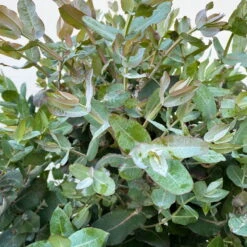 Eucalyptus Globulus, Busch, Topf-Ø 40 Cm -Compo Verkaufsgeschäft 0680400042 Eukalyptus globulus Busch T40 5 112239