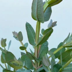Eucalyptus Globulus, Busch, Topf-Ø 40 Cm -Compo Verkaufsgeschäft 0680400042 Eukalyptus globulus Busch T40 6 112242