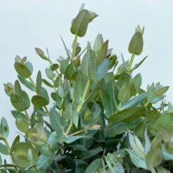 Eucalyptus Globulus, Busch, Topf-Ø 40 Cm -Compo Verkaufsgeschäft 0680400042 Eukalyptus globulus Busch T40 7 112240