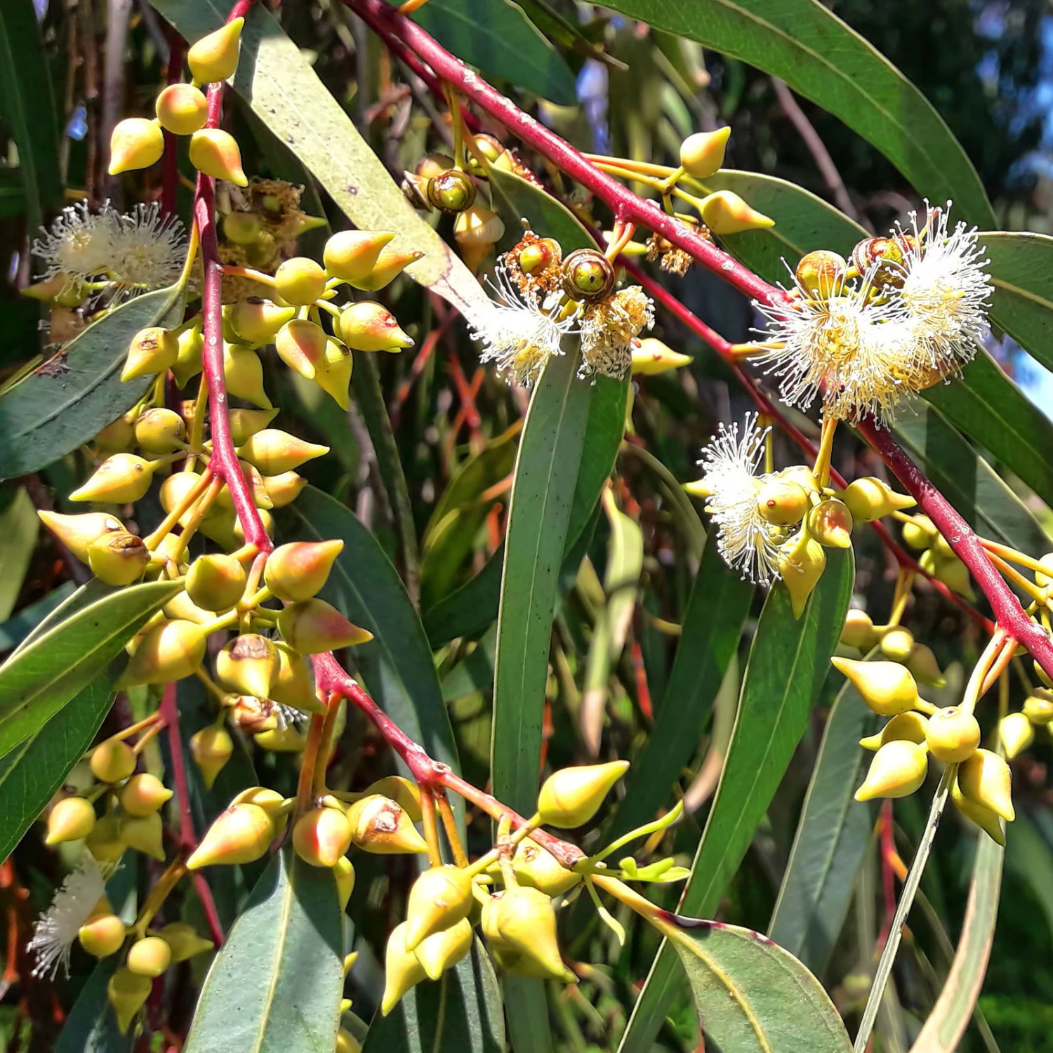 Roter Eukalyptus, Busch, Topf-Ø 40 Cm 1 Roter Eukalyptus, Busch, Topf-Ø 40 Cm