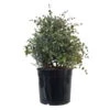 Eukalyptus, Busch, Topf-Ø 33 Cm -Compo Verkaufsgeschäft 0680400063 0680400064 Eucalyptus gunnii Busch 2 110033