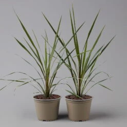 Keulenlilie 'Variegata' Grün-weiß, Topf-Ø 13 Cm, 2er-Set