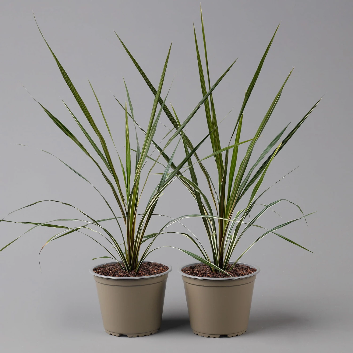 Keulenlilie 'Variegata' Grün-weiß, Topf-Ø 13 Cm, 2er-Set 1 Keulenlilie 'Variegata' Grün-weiß, Topf-Ø 13 Cm, 2er-Set