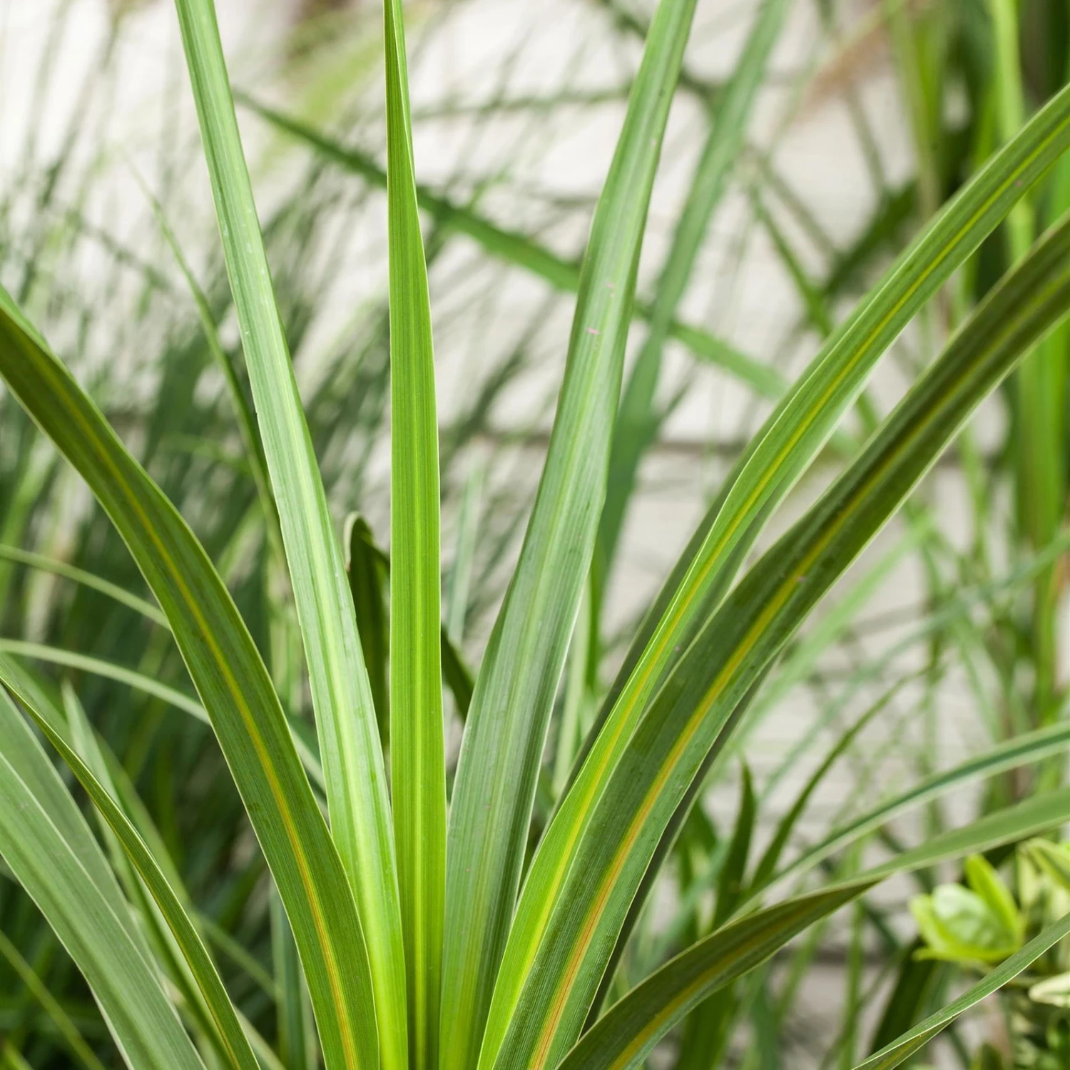 Keulenlilie 'Variegata' Grün-weiß, Topf-Ø 13 Cm, 2er-Set 2 Keulenlilie 'Variegata' Grün-weiß, Topf-Ø 13 Cm, 2er-Set – Bild 2