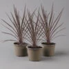 Keulenlilie 'Red Star' Rotlaubig, Topf-Ø 13 Cm, 3er-Set -Compo Verkaufsgeschäft 0680400124 cordyline red star 1 124114