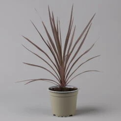 Keulenlilie 'Red Star' Rotlaubig, Topf-Ø 13 Cm, 3er-Set -Compo Verkaufsgeschäft 0680400124 cordyline red star 2 124116