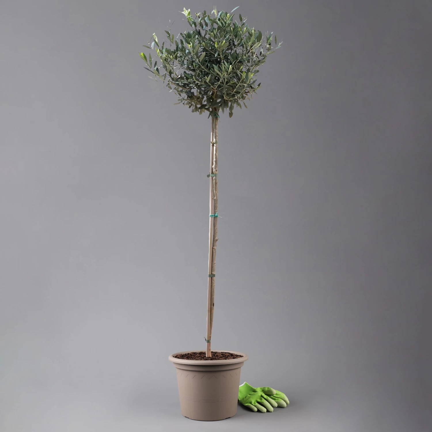 Olivenbaum, Stämmchen, Topf-Ø 24 Cm, Höhe Ca. 140 Cm 1 Olivenbaum, Stämmchen, Topf-Ø 24 Cm, Höhe Ca. 140 Cm