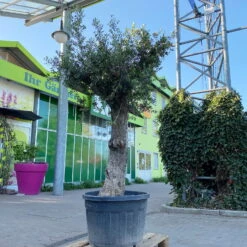 Olivenbaum, Stamm, Topf-Ø 60 Cm, Höhe Ca. 170 Cm -Compo Verkaufsgeschäft 0681300001 Koelle Olea europaea Solitaer Stamm T60 H250 1 125592