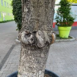 Olivenbaum, Stamm, Topf-Ø 60 Cm, Höhe Ca. 170 Cm -Compo Verkaufsgeschäft 0681300001 olea europaea solitaer stamm 5 122299