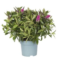 Hebe Lila, Topf-Ø 15 Cm, 3er-Set -Compo Verkaufsgeschäft 0690100083 koelle hebe t15 purpur emma 2 68847