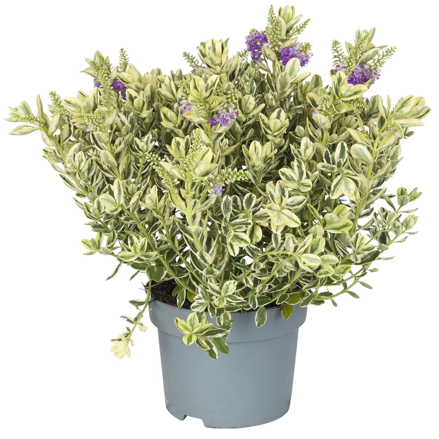Hebe Buntlaubig, Topf-Ø 19 Cm, 2er-Set 1 Hebe Buntlaubig, Topf-Ø 19 Cm, 2er-Set