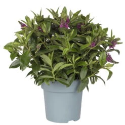 Hebe Lila, Topf-Ø 15 Cm, 3er-Set -Compo Verkaufsgeschäft 0690100125 koelle hebe t15 magenta nikka 1 68834