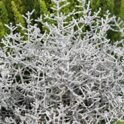 Mixtopf 'Silberstruktur', 3er-Set, Grau-silber, Topf 13 Cm Ø -Compo Verkaufsgeschäft 0690100135 Calocephalus brownii 12 13cm Topf 01 43993