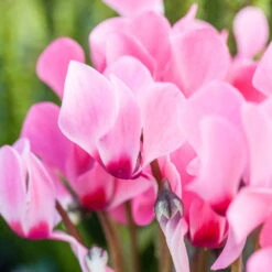 Alpenveilchen 'Outland', Rosa/weiß, Topf-Ø 10,5 Cm, 6er-Set 13 Alpenveilchen 'Outland', Rosa/weiß, Topf-Ø 10,5 Cm, 6er-Set -Compo Verkaufsgeschäft 0690100242 Koelle Cyclamen rosa Set 6er 79190