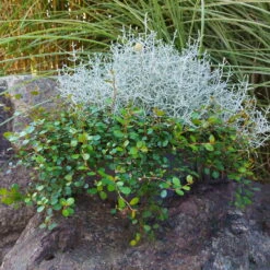 Calocephalus & Mühlenbeckie, Topf-Ø 23 Cm -Compo Verkaufsgeschäft 0690100359 Calocephalus Muehlenbeckia XXL Schale T27 Mueca WS 2 94958