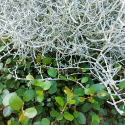 Calocephalus & Mühlenbeckie, Topf-Ø 23 Cm -Compo Verkaufsgeschäft 0690100359 Calocephalus Muehlenbeckia XXL Schale T27 Mueca WS 3 94956