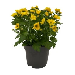 Chrysanthemen 'Swifty', Farben Zufällig, Topf-Ø 12 Cm, 6er-Set -Compo Verkaufsgeschäft 0690110158 Chrysanthemum indicum Swifty T12 gelb 6er Set WS 1 95628