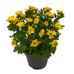 Chrysanthemen 'Swifty', Farben Zufällig, Topf-Ø 12 Cm, 6er-Set -Compo Verkaufsgeschäft 0690110158 Chrysanthemum indicum Swifty T12 gelb 6er Set WS 2 95629