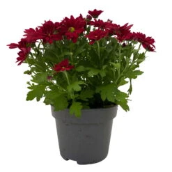 Chrysanthemen 'Swifty', Farben Zufällig, Topf-Ø 12 Cm, 6er-Set -Compo Verkaufsgeschäft 0690110160 Chrysanthemum indicum Swifty T12 rot 6er Set WS 1 95634