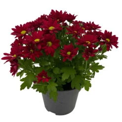 Chrysanthemen 'Swifty', Farben Zufällig, Topf-Ø 12 Cm, 6er-Set -Compo Verkaufsgeschäft 0690110160 Chrysanthemum indicum Swifty T12 rot 6er Set WS 3 95635