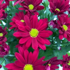Chrysanthemen 'Swifty', Farben Zufällig, Topf-Ø 12 Cm, 6er-Set -Compo Verkaufsgeschäft 0690110160 Chrysanthemum indicum Swifty T12 rot 6er Set WS 4 95582