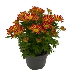 Chrysanthemen 'Swifty', Farben Zufällig, Topf-Ø 12 Cm, 6er-Set -Compo Verkaufsgeschäft 0690110161 Chrysanthemum indicum Swifty T12 orange bicolor 6er Set WS 2 95637