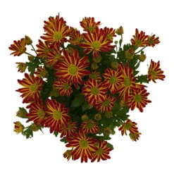 Chrysanthemen 'Swifty', Farben Zufällig, Topf-Ø 12 Cm, 6er-Set -Compo Verkaufsgeschäft 0690110161 Chrysanthemum indicum Swifty T12 orange bicolor 6er Set WS 3 95638