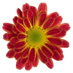 Chrysanthemen 'Swifty', Farben Zufällig, Topf-Ø 12 Cm, 6er-Set -Compo Verkaufsgeschäft 0690110161 Chrysanthemum indicum orange Swifty 6er Set 79201