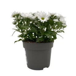 Chrysanthemen 'Swifty', Farben Zufällig, Topf-Ø 12 Cm, 6er-Set -Compo Verkaufsgeschäft 0690110162 Chrysanthemum indicum Swifty T12 weiss 6er Set WS 2 95639