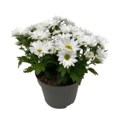 Chrysanthemen 'Swifty', Farben Zufällig, Topf-Ø 12 Cm, 6er-Set -Compo Verkaufsgeschäft 0690110162 Chrysanthemum indicum Swifty T12 weiss 6er Set WS 3 95640