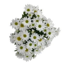 Chrysanthemen 'Swifty', Farben Zufällig, Topf-Ø 12 Cm, 6er-Set -Compo Verkaufsgeschäft 0690110162 Chrysanthemum indicum Swifty T12 weiss 6er Set WS 4 95641