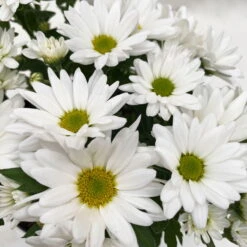 Chrysanthemen 'Swifty', Farben Zufällig, Topf-Ø 12 Cm, 6er-Set -Compo Verkaufsgeschäft 0690110162 Chrysanthemum indicum Swifty T12 weiss 6er Set WS 6 95581