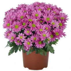 Chrysanthemen 'Swifty', Farben Zufällig, Topf-Ø 12 Cm, 6er-Set -Compo Verkaufsgeschäft 0690110163 Chrysanthemum indicum Swifty T12 rosa 6er Set 1 95349