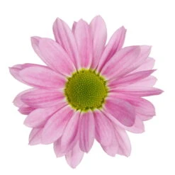 Chrysanthemen 'Swifty', Farben Zufällig, Topf-Ø 12 Cm, 6er-Set -Compo Verkaufsgeschäft 0690110163 Chrysanthemum indicum Swifty T12 rosa 6er Set 3 95348