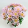 Chrysanthemen Spider Anansi™ Pink, Spinnenblütig, Topf 14 Cm Ø, 4er-Set -Compo Verkaufsgeschäft 0690110182 Chrysanthemum Anansi Pink 79326