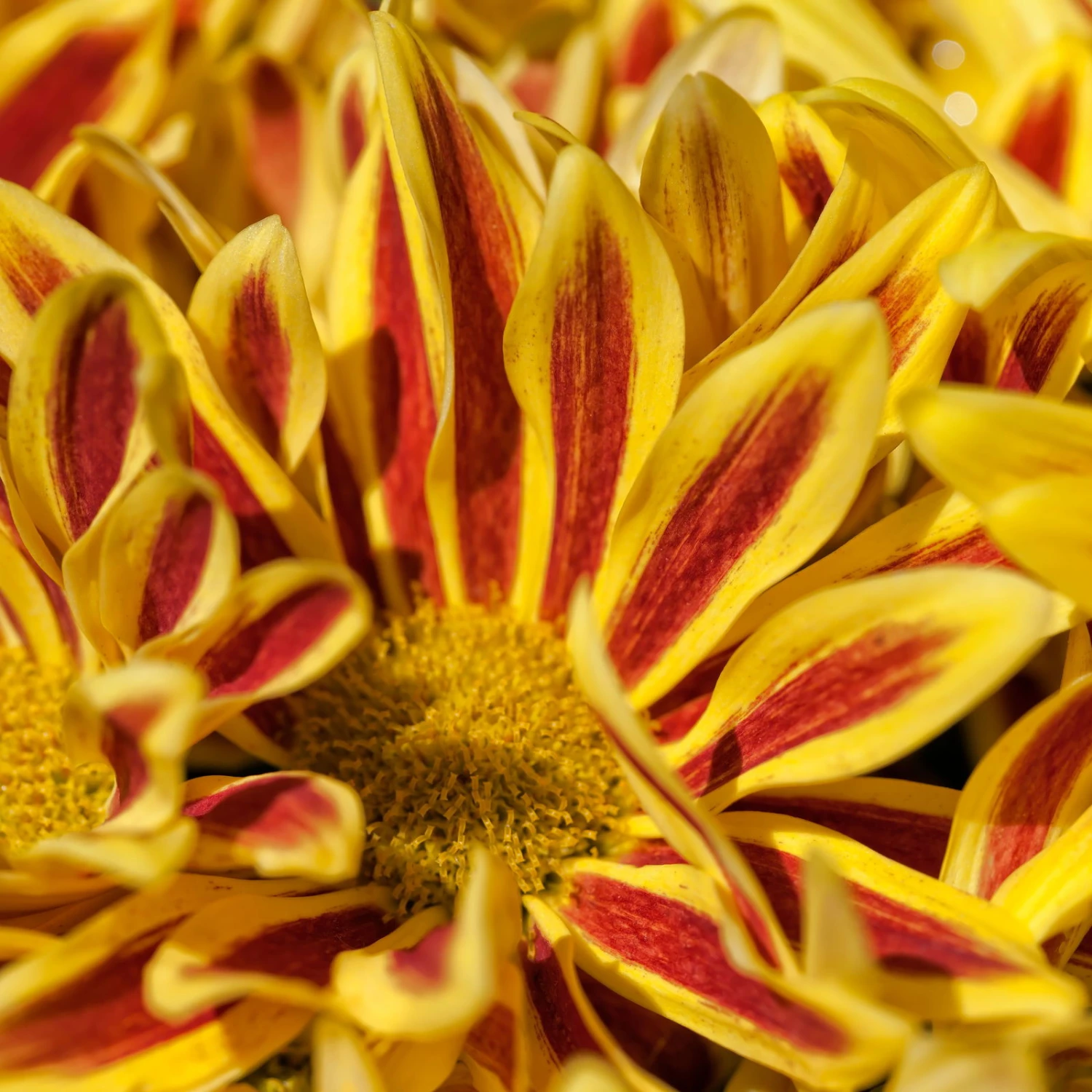 Chrysanthemen 'Rainbow Lake Worth' Gelb-rot Gestreift, Topf-Ø 14 Cm, 4er-Set 9 Chrysanthemen 'Rainbow Lake Worth' Gelb-rot Gestreift, Topf-Ø 14 Cm, 4er-Set - Image 9