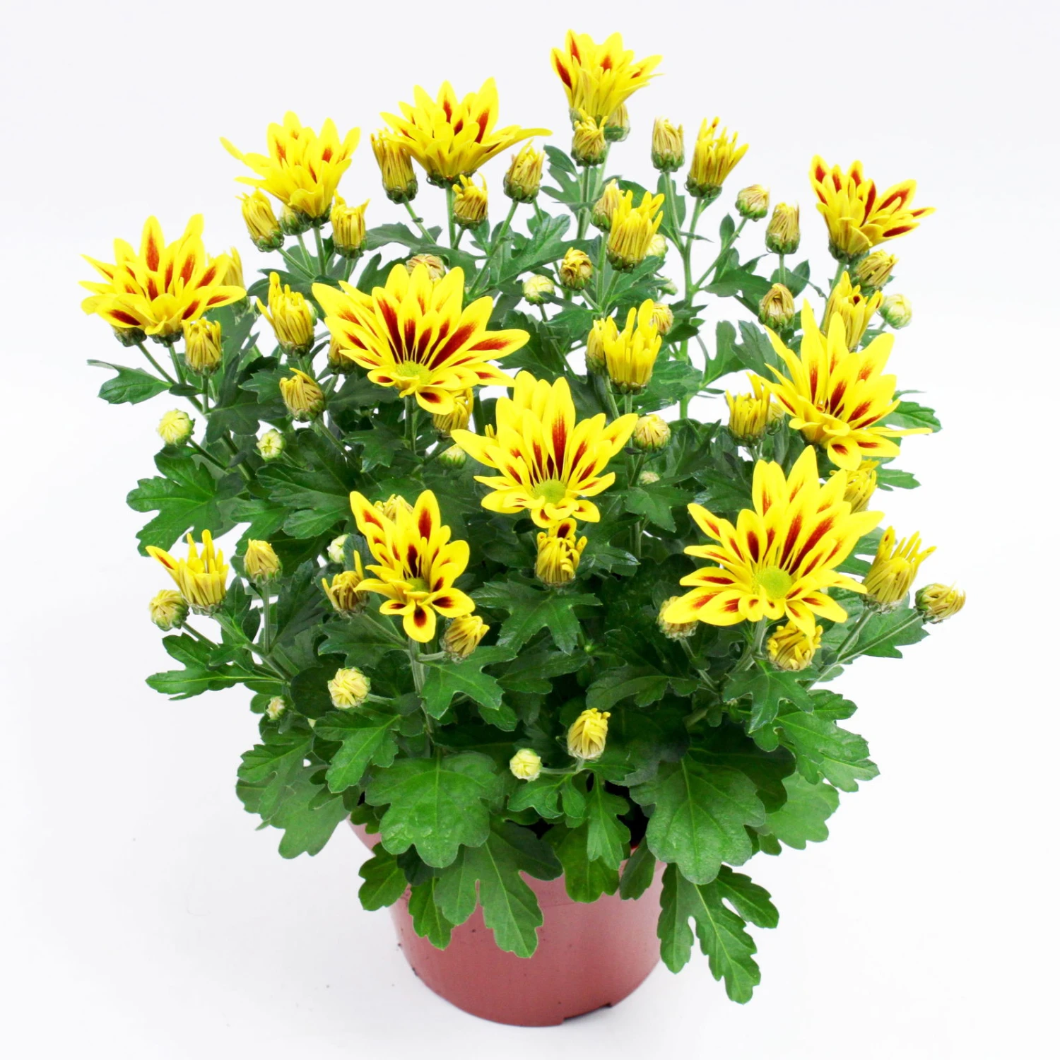 Chrysanthemen 'Rainbow Lake Worth' Gelb-rot Gestreift, Topf-Ø 14 Cm, 4er-Set 10 Chrysanthemen 'Rainbow Lake Worth' Gelb-rot Gestreift, Topf-Ø 14 Cm, 4er-Set - Image 10