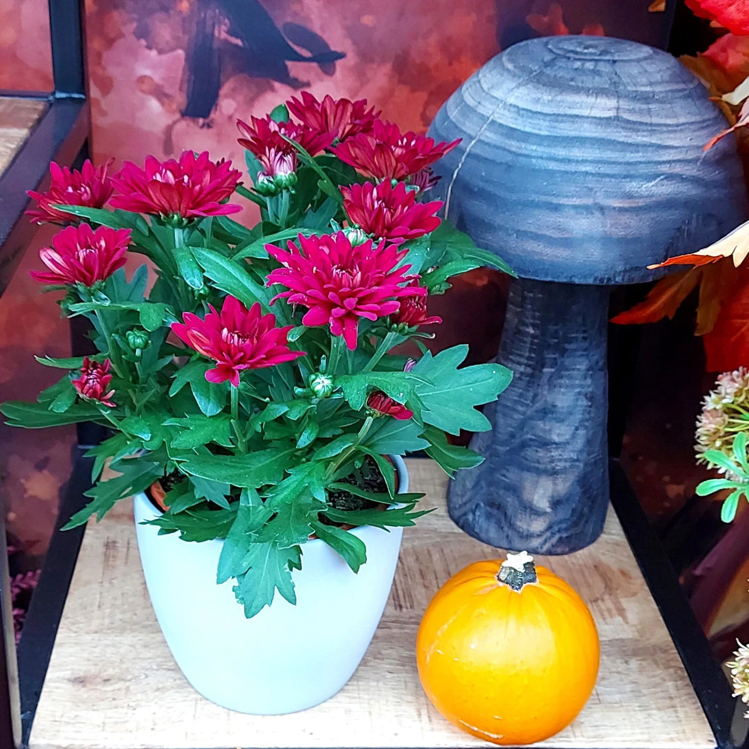 Chrysanthemen 'Chrysanne® Grandezza Red', Rot, Topf-Ø 13 Cm, 6er-Set 5 Chrysanthemen 'Chrysanne® Grandezza Red', Rot, Topf-Ø 13 Cm, 6er-Set - Image 5