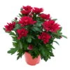 Chrysanthemen 'Chrysanne® Grandezza Red', Rot, Topf-Ø 13 Cm, 6er-Set 14 Chrysanthemen 'Chrysanne® Grandezza Red', Rot, Topf-Ø 13 Cm, 6er-Set -Compo Verkaufsgeschäft 0690110206 Chrysantheme Grandezza rot image006 81526
