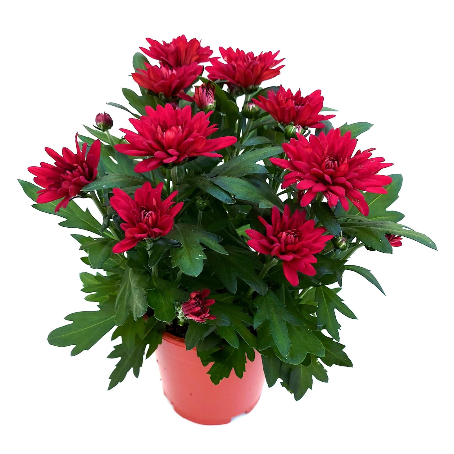 Chrysanthemen 'Chrysanne® Grandezza Red', Rot, Topf-Ø 13 Cm, 6er-Set 1 Chrysanthemen 'Chrysanne® Grandezza Red', Rot, Topf-Ø 13 Cm, 6er-Set