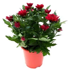 Chrysanthemen 'Chrysanne® Grandezza Red', Rot, Topf-Ø 13 Cm, 6er-Set 10 Chrysanthemen 'Chrysanne® Grandezza Red', Rot, Topf-Ø 13 Cm, 6er-Set -Compo Verkaufsgeschäft 0690110206 Chrysantheme Grandezza rot image001 81529