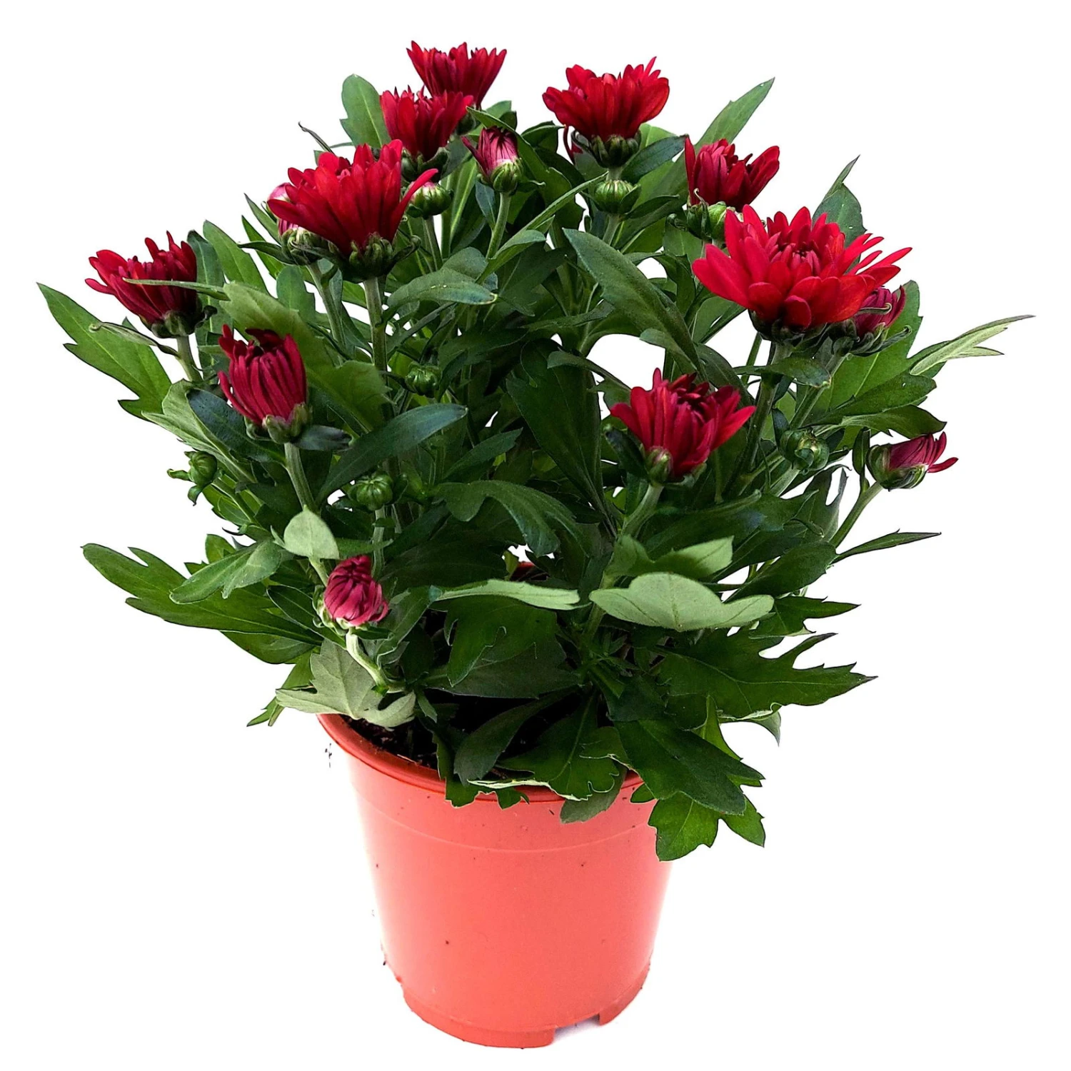 Chrysanthemen 'Chrysanne® Grandezza Red', Rot, Topf-Ø 13 Cm, 6er-Set 4 Chrysanthemen 'Chrysanne® Grandezza Red', Rot, Topf-Ø 13 Cm, 6er-Set - Image 4
