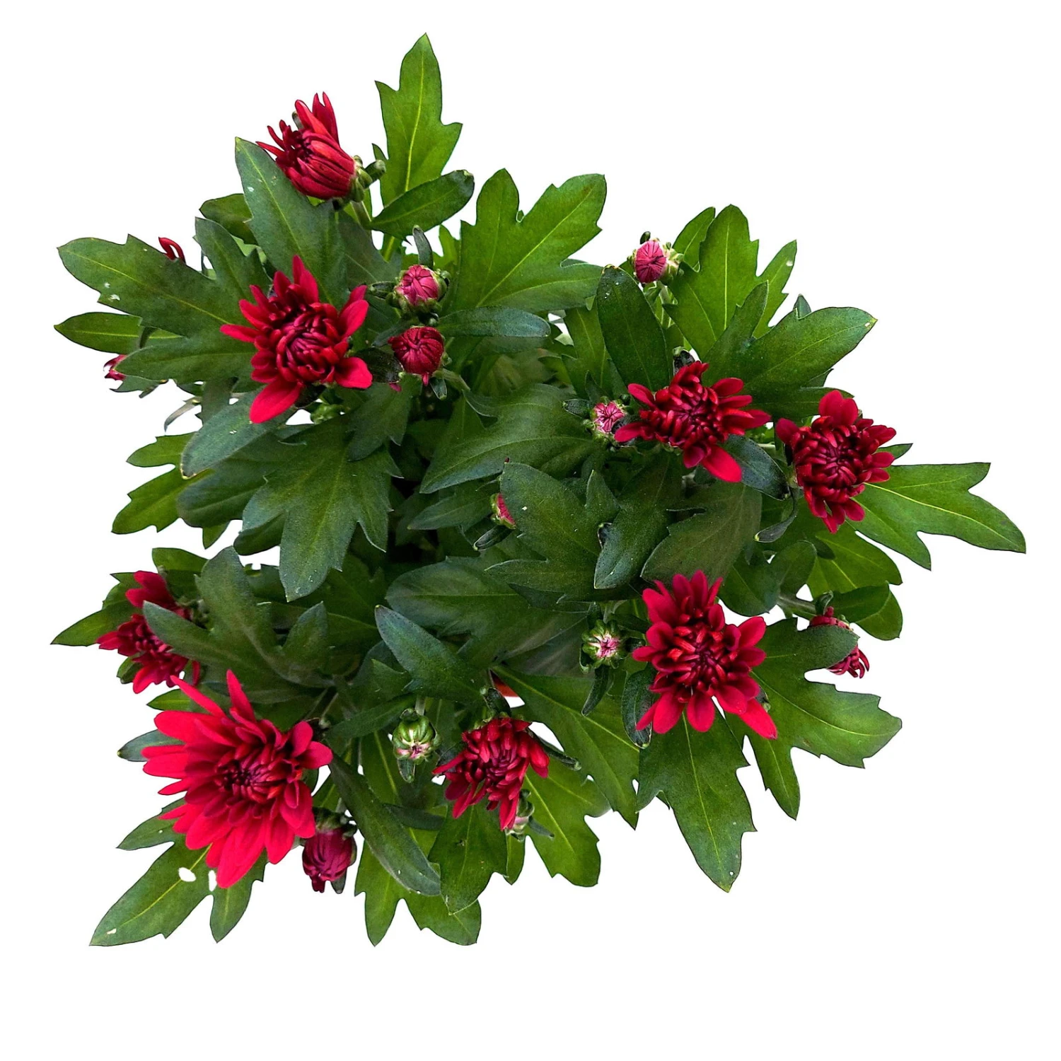 Chrysanthemen 'Chrysanne® Grandezza Red', Rot, Topf-Ø 13 Cm, 6er-Set 2 Chrysanthemen 'Chrysanne® Grandezza Red', Rot, Topf-Ø 13 Cm, 6er-Set - Image 2