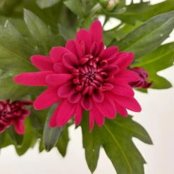 Chrysanthemen 'Chrysanne® Grandezza Red', Rot, Topf-Ø 13 Cm, 6er-Set 9 Chrysanthemen 'Chrysanne® Grandezza Red', Rot, Topf-Ø 13 Cm, 6er-Set -Compo Verkaufsgeschäft 0690110206 Chrysantheme Grandezza rot image012 81528
