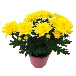 Chrysanthemen 'Chrysanne® Grandezza Yellow', Gelb, Topf-Ø 13 Cm, 6er-Set -Compo Verkaufsgeschäft 0690110207 Chrysantheme Grandezza gelb image003 81602