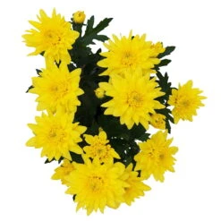 Chrysanthemen 'Chrysanne® Grandezza Yellow', Gelb, Topf-Ø 13 Cm, 6er-Set -Compo Verkaufsgeschäft 0690110207 Chrysantheme Grandezza gelb image005 81603